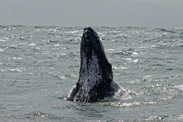 Samaná Adventure: Ballenas Jorobadas y El Salto del Limón